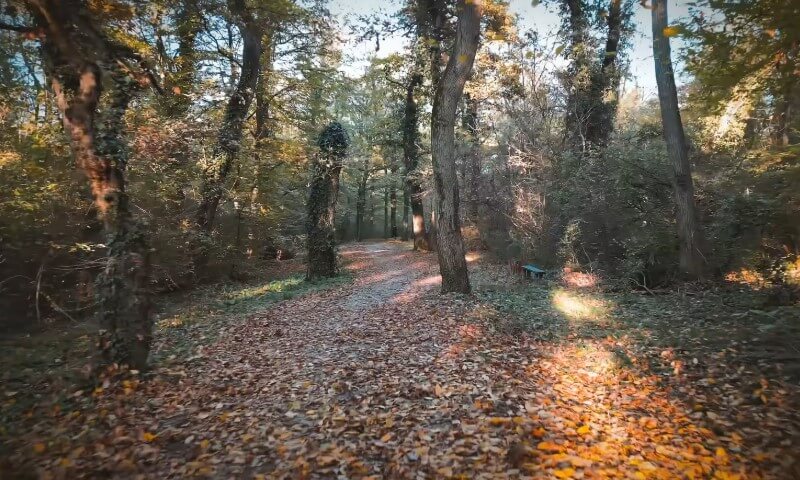 Staza koja vodi kroz šumarak u jesen